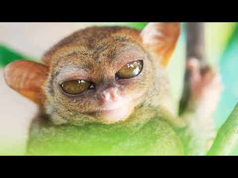 A Day in the Life of a Tarsier or Yoda? Fun facts for everyone!