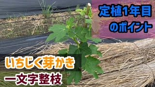 【いちじく栽培】定植一年目の一文字整枝の芽かきポイント！