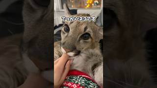 ピューマさんの動画見て笑ったら寝ろwwwwww