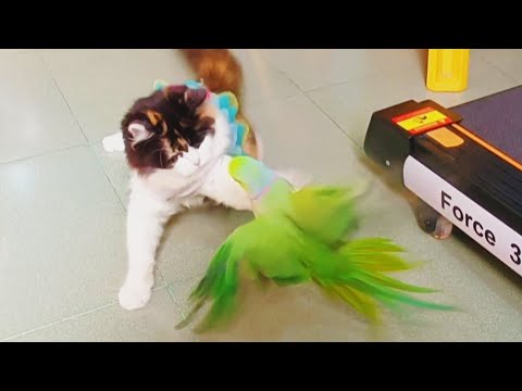 Cats Vs Parrots and their deadly fight!