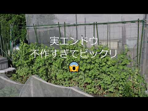 【エンドウ】不作の原因わかりました 家庭菜園29年目 無農薬有機栽培 半自給自足