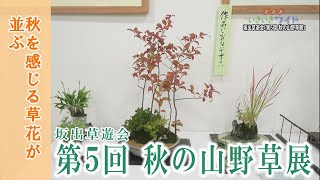 秋を感じられる草花たちが一同に「坂出草遊会・第5回秋の山野草展」