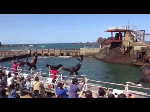 トドのダイビング：小樽水族館