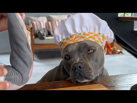 Língua Bovina 🐾🐶 Du Chef Maori Blue