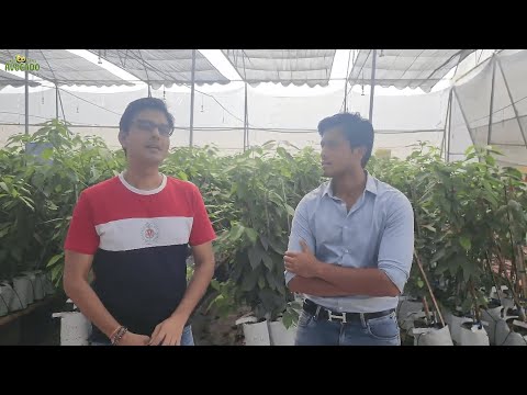 Dr. Kuldeep from Indore visited Indo Israel Avocado | +91-6268643227 | Vlog 155