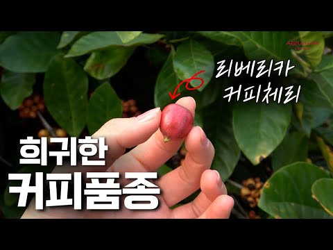 희귀한 커피 품종을 재배하는 소작농의 커피농장ㅣ1년에 딱 한달, 2,000kg 수확하는 ' 리베리카 ' 커피를 찾아서....!ㅣ런과 리의 커피농장