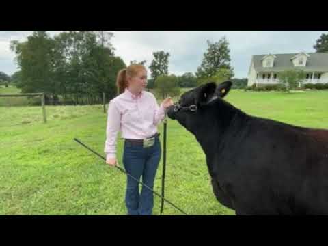 2020 4-H Farm Credit Virtual Showmanship Circuit Show #4 Cattle Video Of The Week Lindsay Seitz