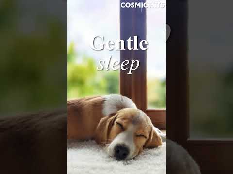 Soothing Music for Your Dog's Relaxation 🐾 Perfect for Home Alone Hours! 🎶