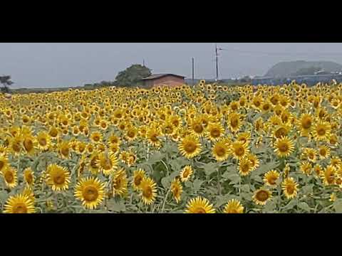 ひまわり🌻ー花の海〜小野田市