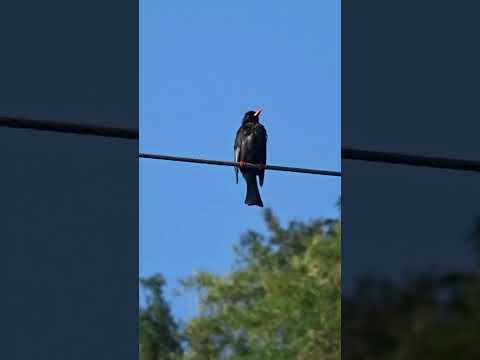 紅嘴黑鵯 Black bulbul #bird #wildlife #nature