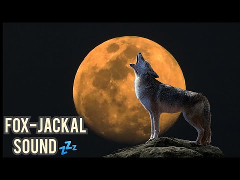 jackal sound 💤 fox sounds |  सियार की आवाज़ #foxsounds #jackal #siyar  #animalsounds #fox #wildlife