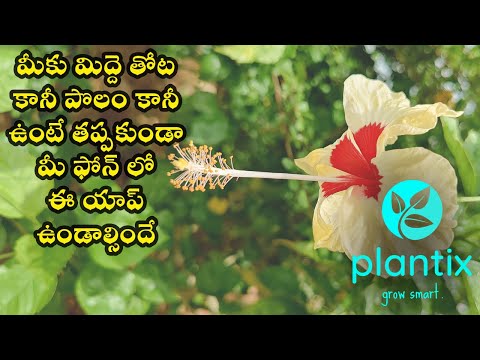 Must Have App for all Terrace Gardeners | Plantix Smart AI Based App for Farmers