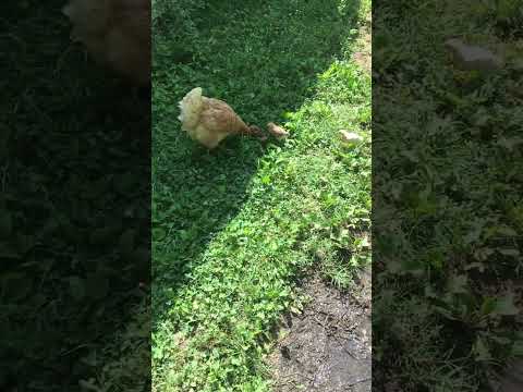 Momma hen with baby chicks on a morning stroll #backyardchickens #chicken #babychickens