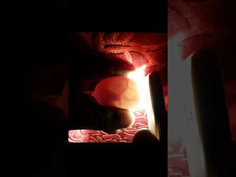 CANDLING CHICKEN EGGS DAY 13 #Viral #Shorts