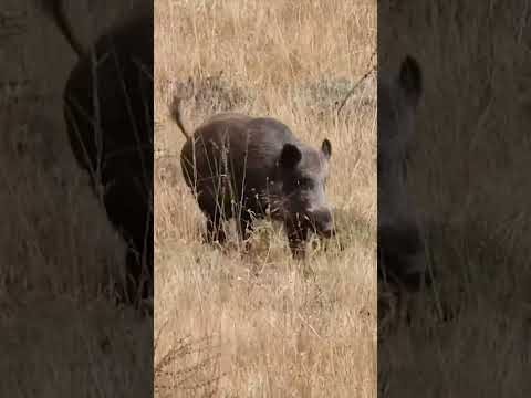 Giant Wild Boar Shot - Dev Domuz Vuruşu #hunting #wildboar