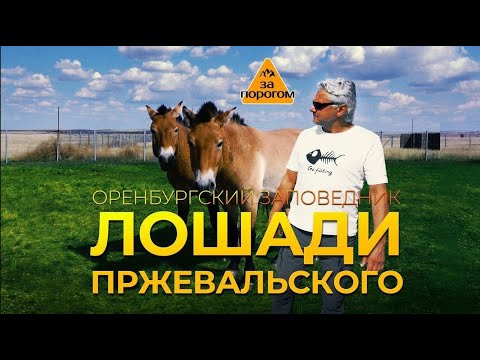 Лошади Пржевальского | За порогом