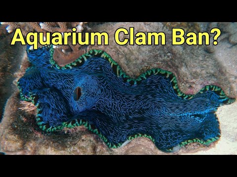 The Proposed Ban On Keeping Clams | The Prestige Reef Dork Show Ep 57