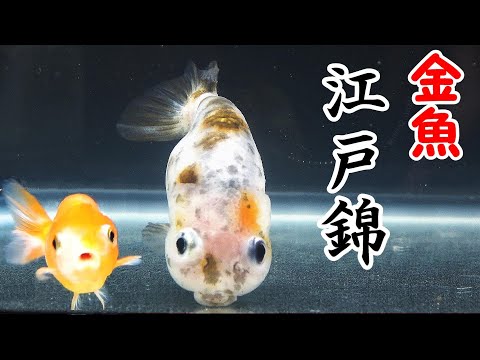 【金魚水槽】江戸錦　尾ぐされ病、治った！【水槽ﾒﾝﾃﾅﾝｽ】