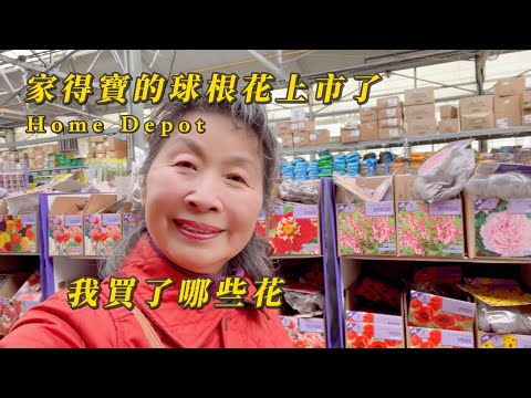 【園藝】看看家得寶（Home Depot）都有哪些球根花上市了｜分享我買了哪些球根花