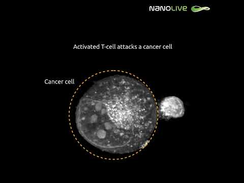 Activated T cell attacks a cancer cell