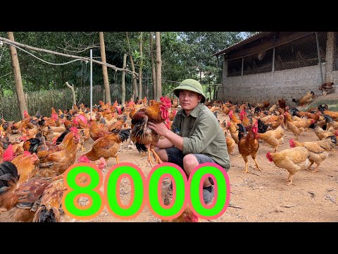 What Happens When 8,000 Chickens Get Hungry? A Day's Journey Feeding Chickens