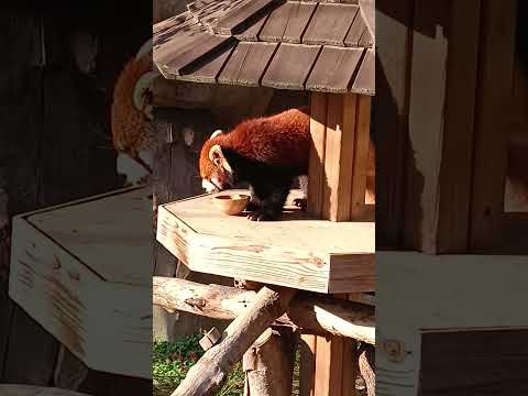 Red panda