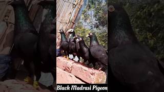 🔥Black Diamond🖤 #shorts #shortsfeed #shortsviral #pigeon #kabootar #birds #kabutartrendingvideo