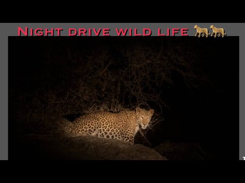 Wild life night drive 🐆🐆