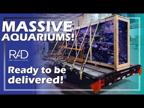 LOADING MASSIVE AQUARIUMS ON THE TRUCK TO BE DELIVERED. A FISHY ADVENTURE! BY REEF AQUARIA DESIGN.