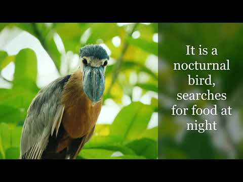 Herons of the Americas with Facts and Bird Sounds