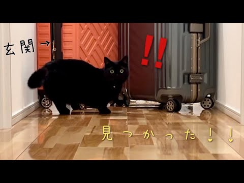 こっそり玄関に行ってバレた時の黒猫の反応が人間すぎました