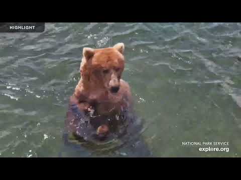 River Watch - Katmai National Park | 2023 Highlights