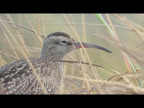 【えりすいしかり】トンボとチュウシャクシギ