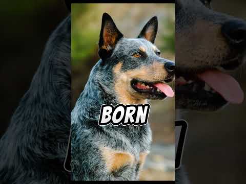 Blue Heeler VS Red Heeler #shorts #dogs