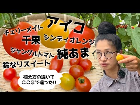 【トマト】【有機栽培】と【不耕起栽培】育ちの違いと味くらべ！？【農家の家庭菜園】