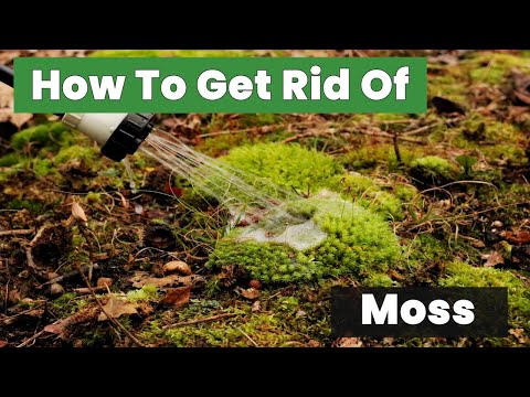 How To Get Rid Of Moss Permanently – Best Techniques