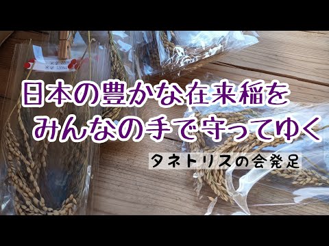 （2021 1 6）在来のお米をみんなの手で守ってゆく／お米の食べ比べ