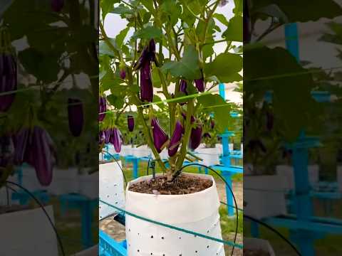 Eggplant Purple Growing - Modern Agriculture #modernfarm #eggplant #growing #agriculture