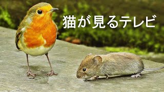 猫が見るテレビ 🐭 猫が喜ぶ映像 🐭 マウスと鳥 ⭐ 八時間 ⭐