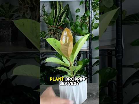 How To Correct Dropping Leaves