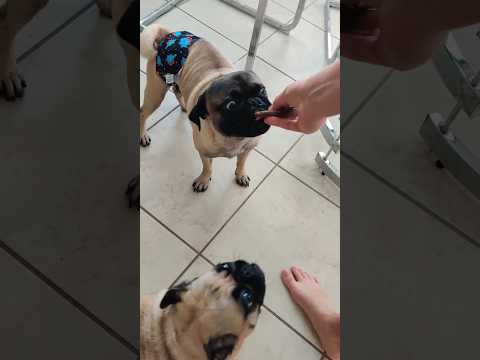 Pugs enjoying their pup patties