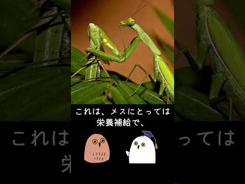 意外と知らないカマキリの生態 #shorts