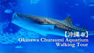 [4K] 2024 沖縄美ら海水族館ウォーキングツアー