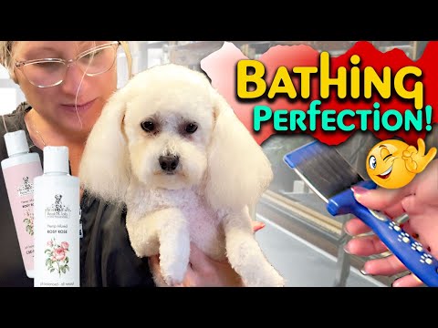 Learn the Proper way to Bathe a Dog