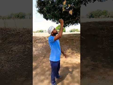 शादी क्यों नहीं करना चाहते। #comedy #funny #shortfeed #shortsvide #mango #aam#viral #views