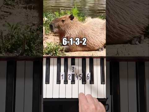 Capybara Piano Tutorial #shorts