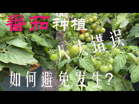 【渔耕笔记】种番茄 | 常见的八大西红柿番茄种植错误及如何避免发生