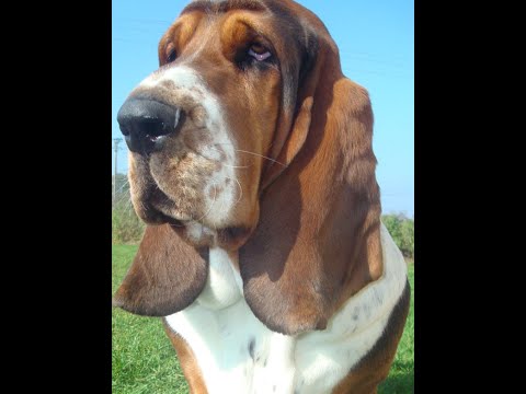 Basset Hound  Pros and cons, price, how to choose, facts, care, history