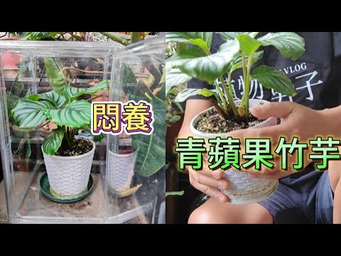 我怎樣悶養我的青蘋果竹芋|悶養的目的與技巧|容易焦黃的青蘋果竹芋的葉片|植物男子