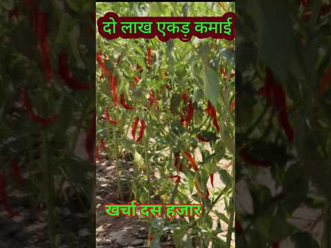 कमाई दो लाख खर्चा 10 हजार वाली फ़सल // kharcha kam kamai jyada wali fasal // grow chili